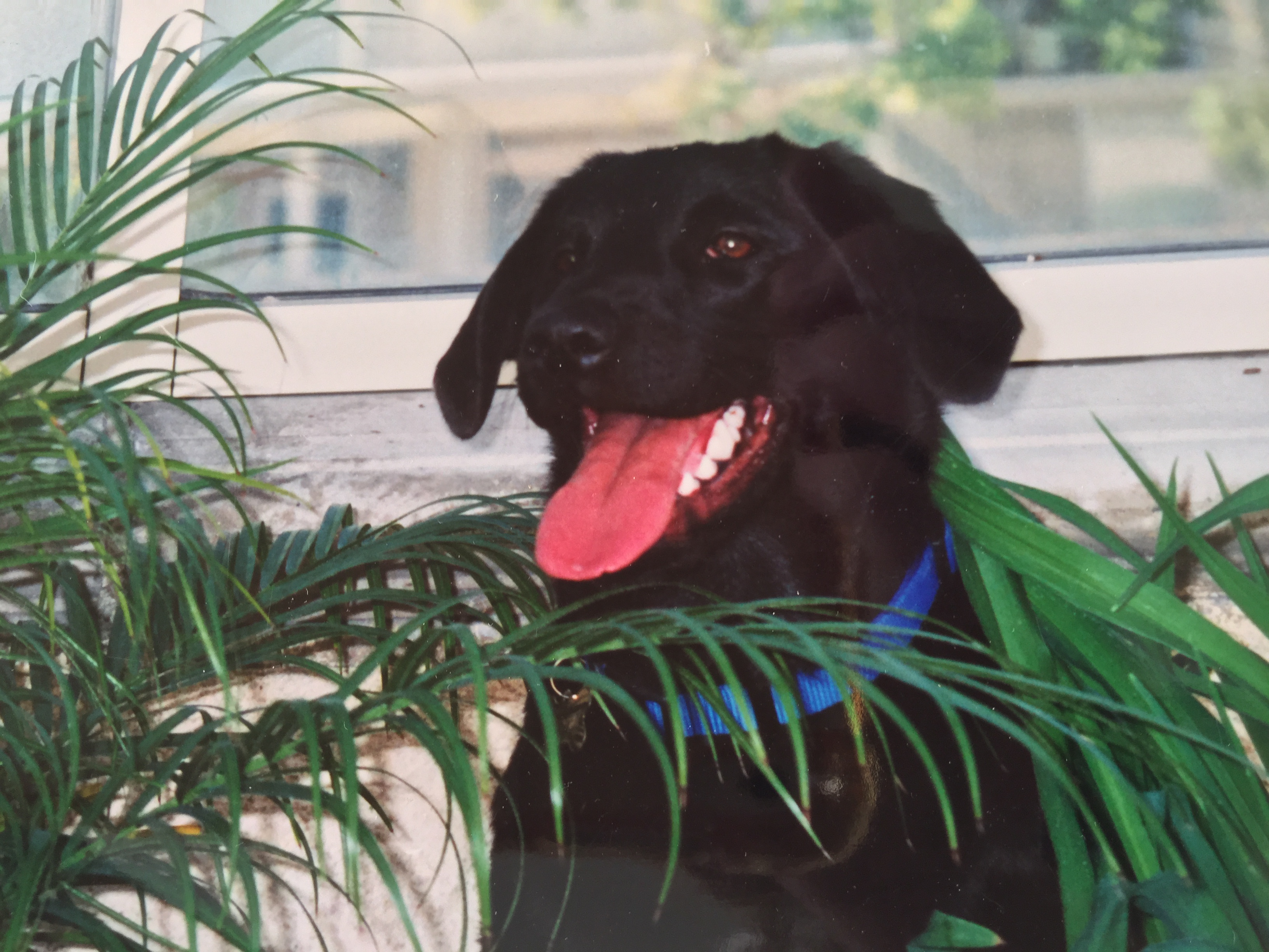 In Home Pet Euthanasia Portland Pet Home Euthanasia in Portland